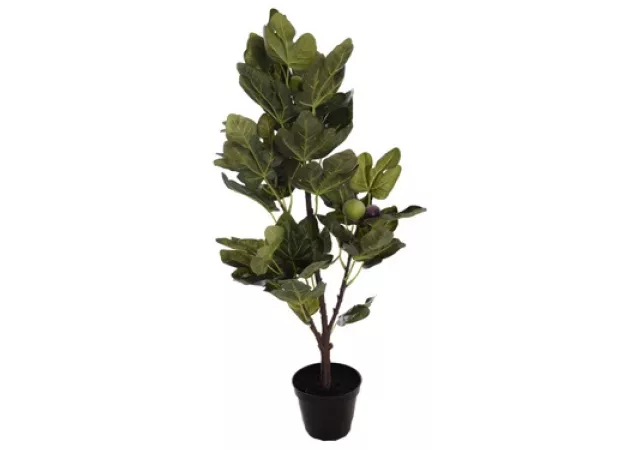 FIG PLANT IN POT GREEN (H: 60CM)