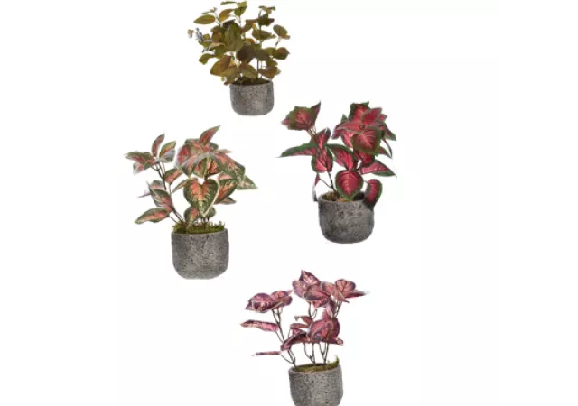 PLANT IN POT ASSORTED (37CM)