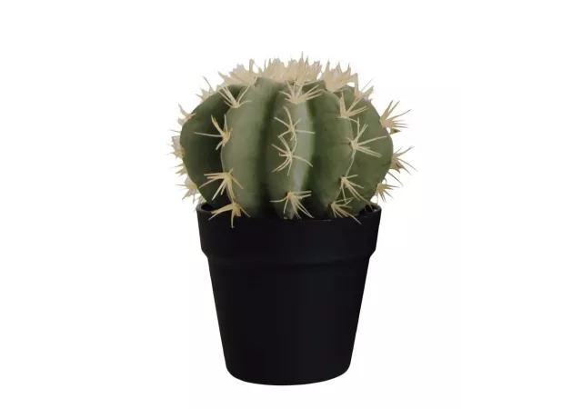 Kaktus in zwart potje h=25,5cm