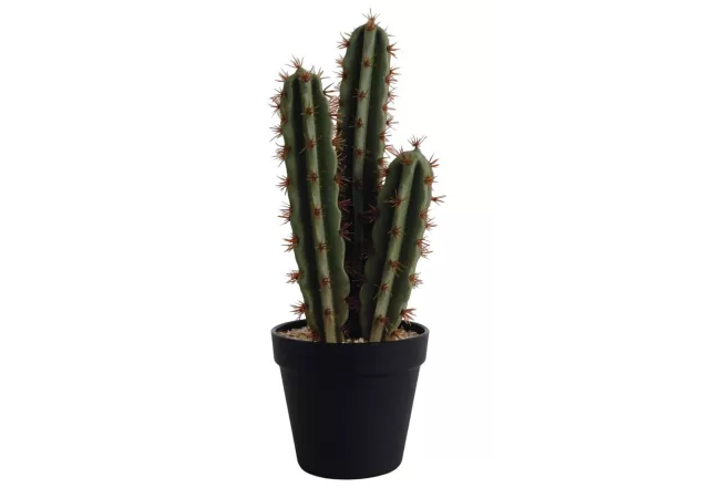 Kaktus in zwart potje h=35cm