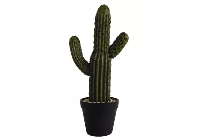 Kaktus in zwart potje h=41cm