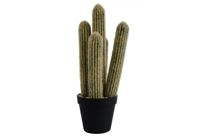 Kaktus in zwart potje h=39cm