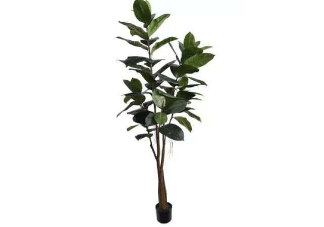 RUBBER TREE IN POT H180