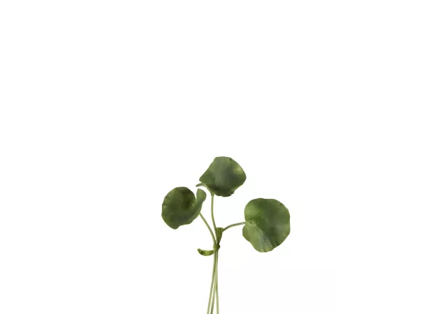 Bundel lotusblad plast groen