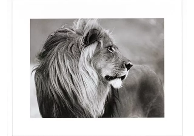 KADER MALE LION NAMIBIA